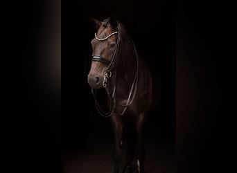 Hannoveriano, Yegua, 11 años, 172 cm, Castaño oscuro