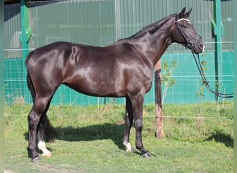 Hannoveriano, Yegua, 11 años, 174 cm, Negro