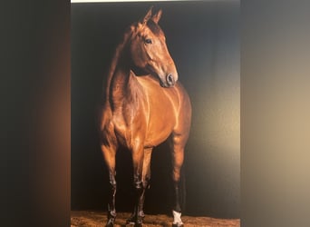 Hannoveriano, Yegua, 11 años, 178 cm, Castaño