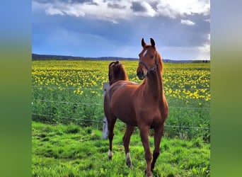 Hannoveriano, Yegua, 12 años, 164 cm, Alazán