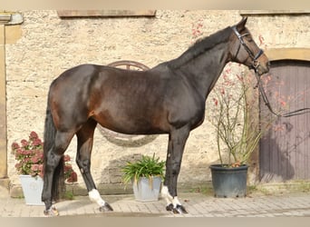 Hannoveriano, Yegua, 13 años, 172 cm, Castaño oscuro