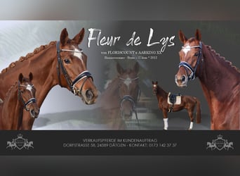 Hannoveriano, Yegua, 13 años, 174 cm, Alazán-tostado