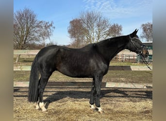 Hannoveriano, Yegua, 13 años, 175 cm, Castaño oscuro