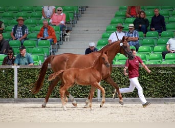 Hannoveriano, Yegua, 14 años, 170 cm, Alazán-tostado