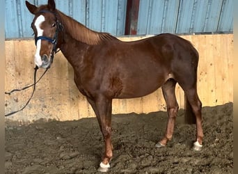 Hannoveriano, Yegua, 15 años, 160 cm, Alazán