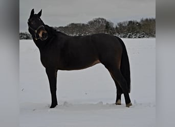 Hannoveriano, Yegua, 15 años, 165 cm, Castaño oscuro