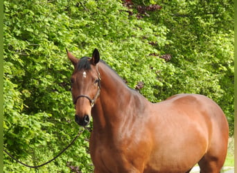 Hannoveriano, Yegua, 15 años, 170 cm, Castaño