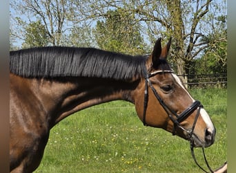 Hannoveriano, Yegua, 16 años, 172 cm, Castaño oscuro