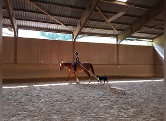 Hannoveriano, Yegua, 17 años, 165 cm, Alazán