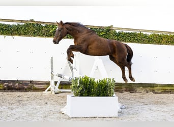 Hannoveriano, Yegua, 17 años, 166 cm, Castaño oscuro