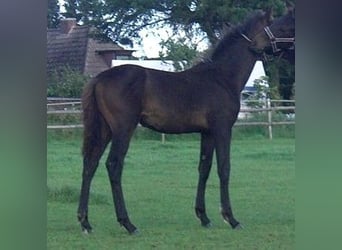 Hannoveriano, Yegua, 18 años, 172 cm, Castaño oscuro