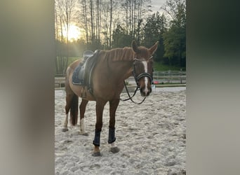 Hannoveriano, Yegua, 19 años, 168 cm, Alazán-tostado