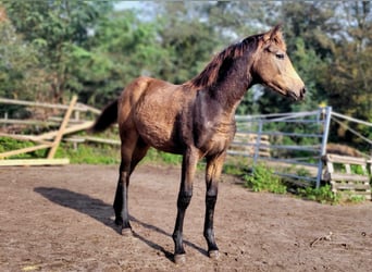 Hannoveriano, Yegua, 1 año, 147 cm, Musgo marrón