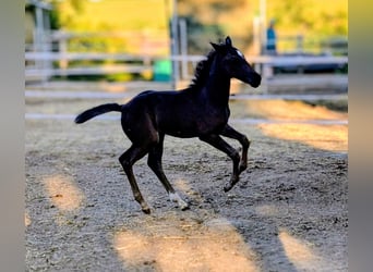 Hannoveriano, Yegua, 1 año, 164 cm, Castaño oscuro