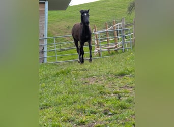 Hannoveriano, Yegua, 1 año, 164 cm, Castaño oscuro