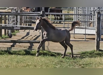 Hannoveriano, Yegua, 1 año, 165 cm, Musgo