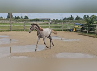 Hannoveriano, Yegua, 1 año, 165 cm, Musgo
