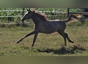 Hannoveriano, Yegua, 1 año, 165 cm, Musgo