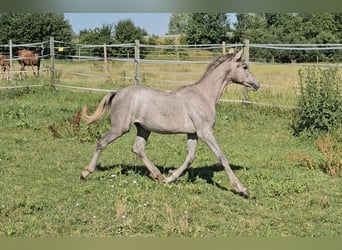 Hannoveriano, Yegua, 1 año, 165 cm, Musgo