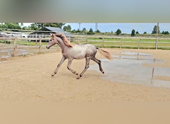 Hannoveriano, Yegua, 1 año, 165 cm, Musgo