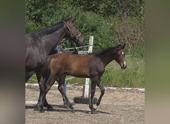 Hannoveriano, Yegua, 1 año, 168 cm, Castaño oscuro