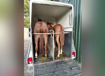 Hannoveriano, Yegua, 1 año, 170 cm, Alazán