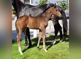 Hannoveriano, Yegua, 1 año, 170 cm, Castaño oscuro