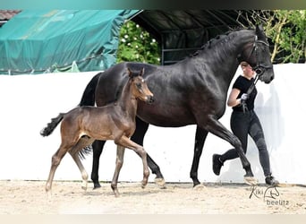 Hannoveriano, Yegua, 1 año, 170 cm, Morcillo