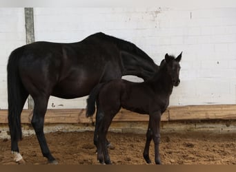 Hannoveriano, Yegua, 1 año, 170 cm, Negro