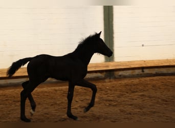 Hannoveriano, Yegua, 1 año, 170 cm, Negro