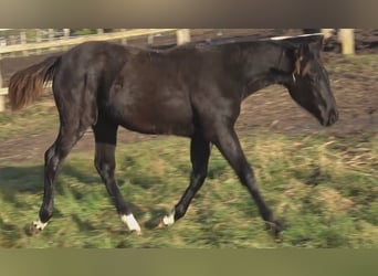 Hannoveriano, Yegua, 1 año, 170 cm, Negro