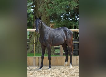Hannoveriano, Yegua, 1 año, 170 cm, Negro
