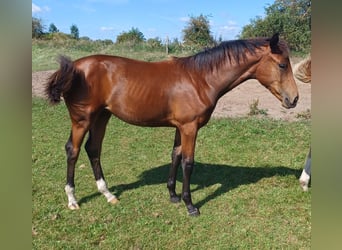Hannoveriano, Yegua, 1 año, 172 cm, Castaño