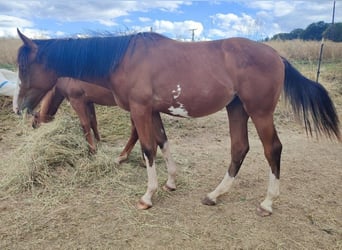 Hannoveriano, Yegua, 1 año, 173 cm, Pío