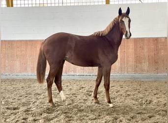 Hannoveriano, Yegua, 1 año, Alazán