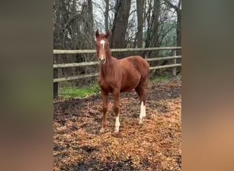 Hannoveriano, Yegua, 1 año, Alazán