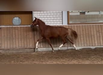 Hannoveriano, Yegua, 1 año, Alazán