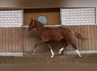 Hannoveriano, Yegua, 1 año, Alazán