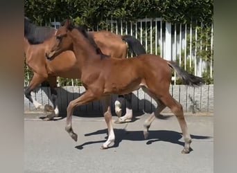Hannoveriano, Yegua, 1 año, Castaño