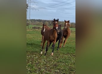 Hannoveriano, Yegua, 1 año, Castaño