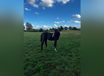 Hannoveriano, Yegua, 1 año, Castaño