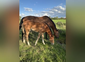 Hannoveriano, Yegua, 1 año, Castaño