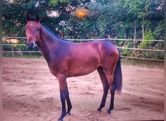 Hannoveriano, Yegua, 1 año, Castaño oscuro