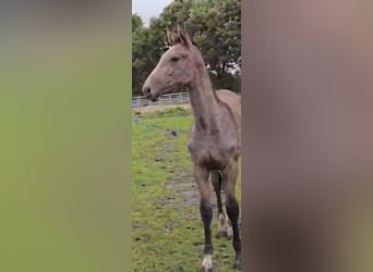 Hannoveriano, Yegua, 1 año, Musgo