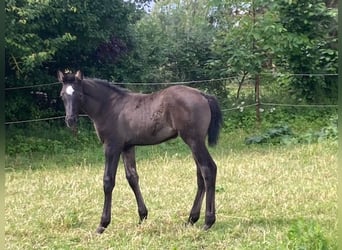 Hannoveriano, Yegua, 1 año, Musgo