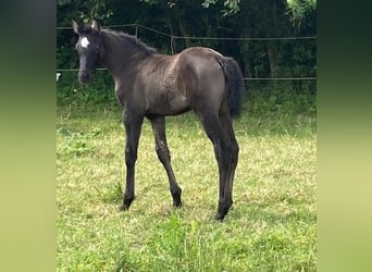 Hannoveriano, Yegua, 1 año, Musgo