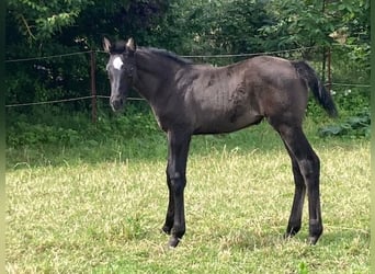 Hannoveriano, Yegua, 1 año, Musgo