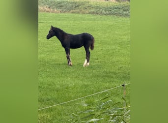 Hannoveriano, Yegua, 1 año, Negro