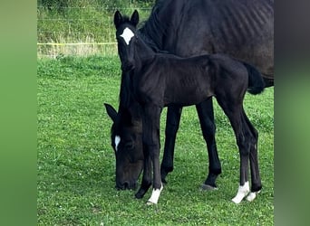 Hannoveriano, Yegua, 1 año, Negro