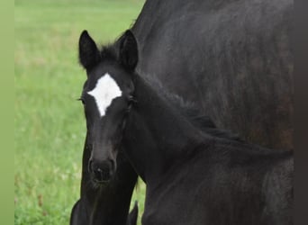 Hannoveriano, Yegua, 1 año, Negro